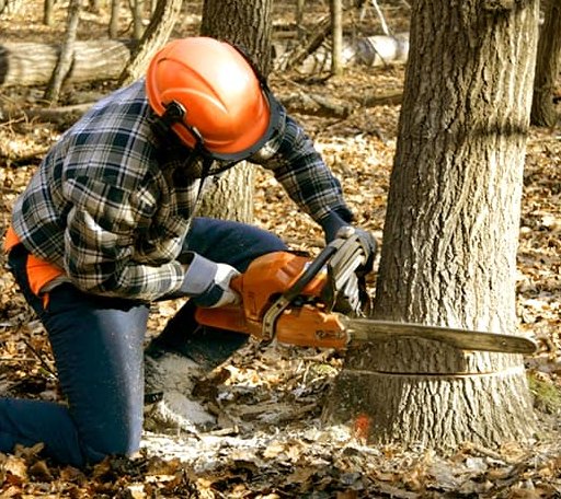 Tree Removal in Eben Junction, MI